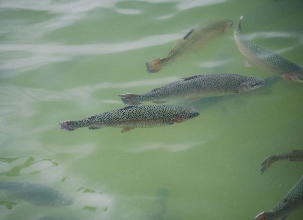 清水の里が育む美食の魚 プレミアムヤシオマス